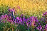 Purple Loosestrife_13786-7